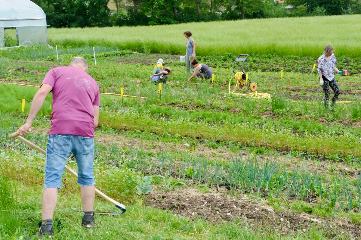 Man sieht Menschen gemeinsam im Gemüsegarten arbeiten.
